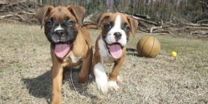 Raw Dog Food in Alliston, Ontario