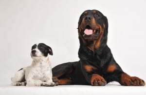 Raw Food Diet for Dogs in Barrie, Ontario
