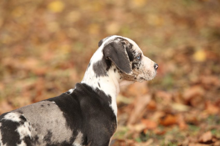 Organic Dog Food in Orillia, Ontario