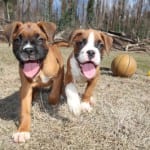 Raw Frozen Dog Food in Barrie, Ontario