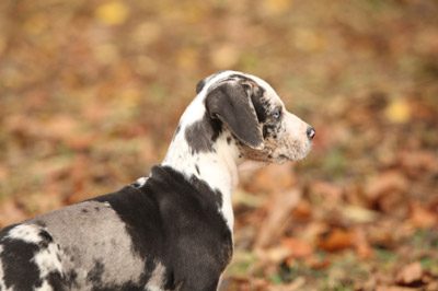 Organic Dog Food in Barrie, Ontario