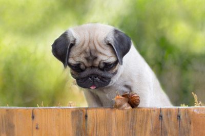 All-Natural Dog Food in Orillia, Ontario