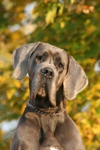Low-Sodium Dog Food in Alliston, Ontario