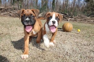 All-Natural Puppy Food in Alliston, Ontario