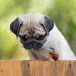 Raw Puppy Food in Barrie, Ontario