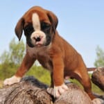 Puppy Food in Alliston, Ontario