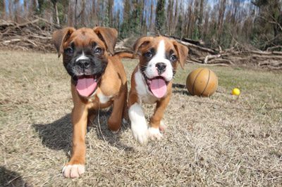 Dog Nutrition in Alliston, Ontario