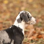 Dog Food in Alliston, Ontario