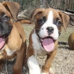 Raw Frozen Dog Food in Alliston, Ontario