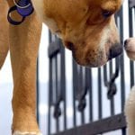 Organic Puppy Food in Barrie, Ontario