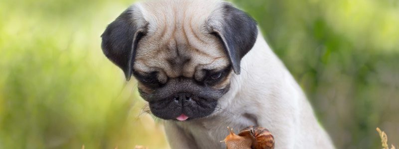 Wet Puppy Food in Barrie, Ontario