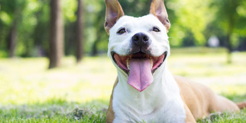 Natural Dog Food