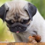 Raw Fresh Frozen Pet Food