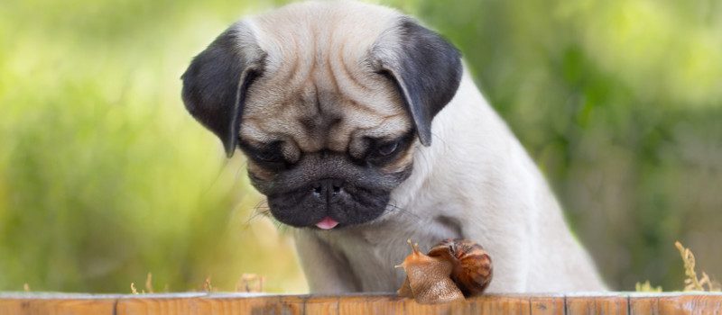 Raw Fresh Frozen Pet Food