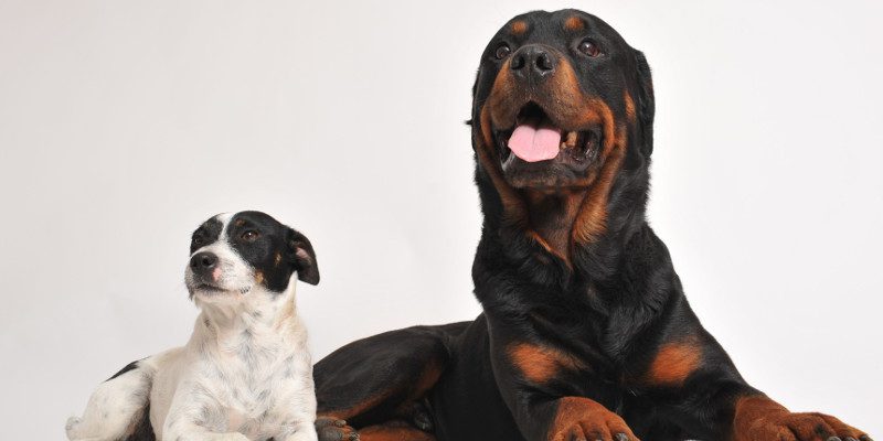 Dog Food Suppliers in Alliston, Ontario