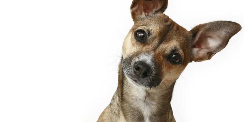 natural dog food