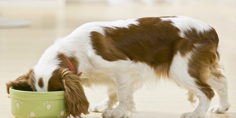 frozen dog food