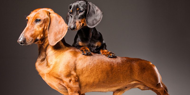 Weight Control Puppy Food