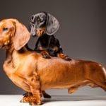 Large Breed Puppy Food in Alliston, Ontario