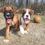 Gluten-Free Dog Food