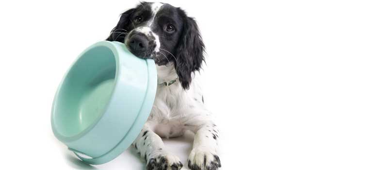 FROZEN DOG FOOD IN BARRIE, ONTARIO