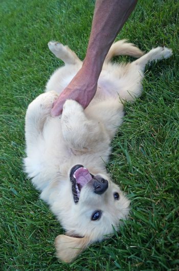 Natural Dog Food