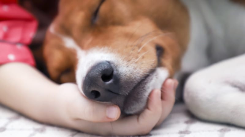 work with your veterinarian to determine a quality dog food that will get your dog the nutrients they need