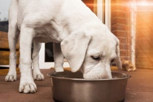 All-natural dog food can help keep your pet healthy