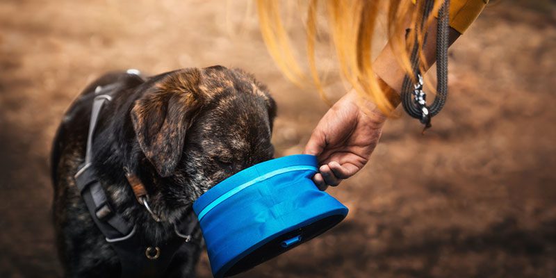 natural dog food for your beloved pet