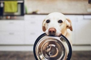 Dog Nutrition 101