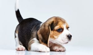 How to Make the Switch to Natural Dog Food