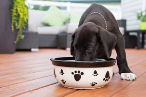 How to Choose the Right Dog Food