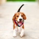 Healthy Puppy Food in Barrie, Ontario