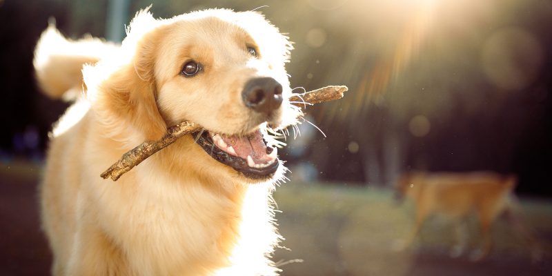 3 Ways Organic Dog Food Can Benefit Your Dog