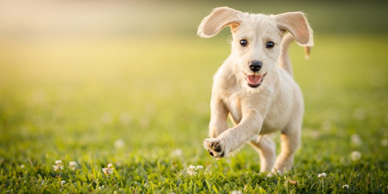 Why Your Dog Will Prefer Raw Healthy Dog Food
