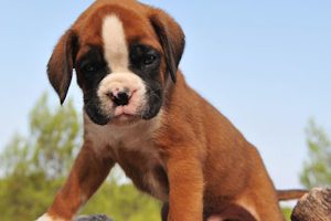 Natural Puppy Food in Orillia, Ontario