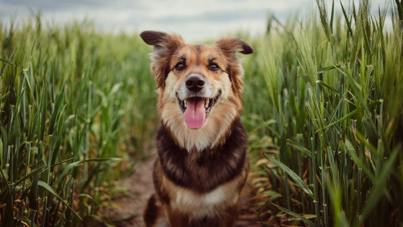 Keep Your Pet Healthy With Good Dog Nutrition