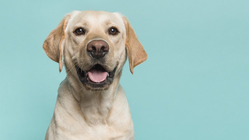 Benefits of Raw Dog Food