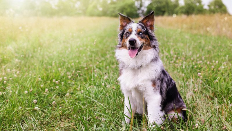Healthy Dog Food