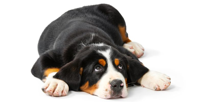 Signs You Should Buy Dog Food for Allergies