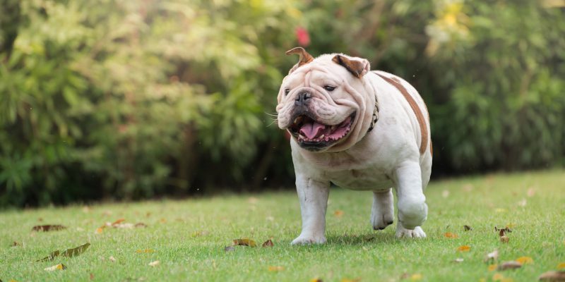 Healthy, Happy Hounds: 5 Benefits of Weight Control Dog Food
