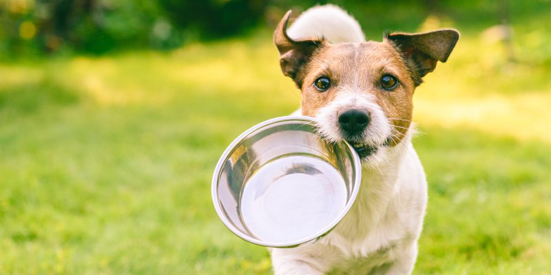 Dog Nutrition: Tips to Keep Your Dog Healthy