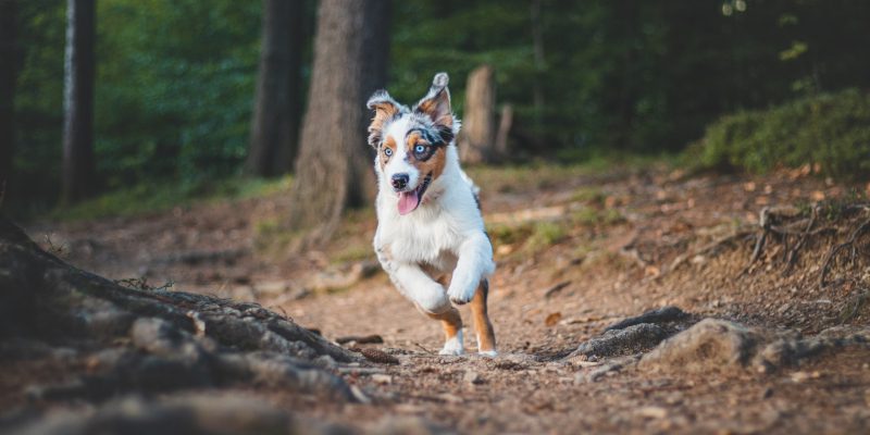 Top 3 Benefits of Natural Dog Food