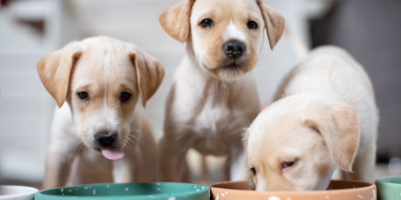 Is Wet Puppy Food Better Than Kibble?
