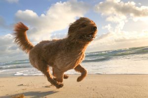 Things to Keep in Mind About Dog Nutrition