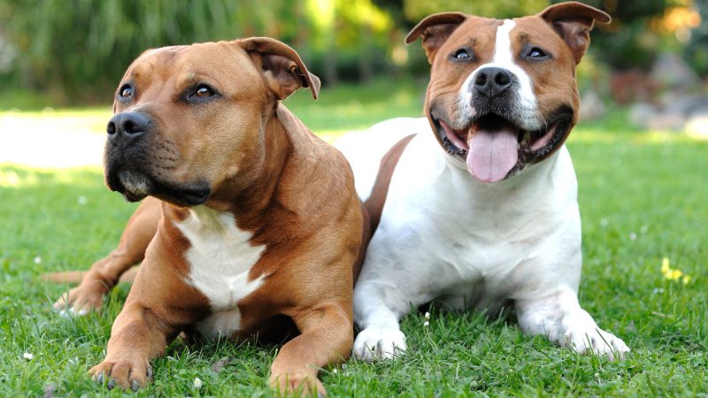 How Dog Food for Allergies Can Help Your Itchy, Furry Friend