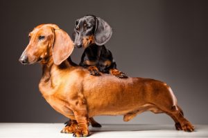 What You Can Expect When You Choose Us as Your Dog Food Supplier