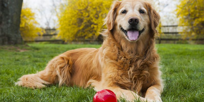 Why Natural Dog Food Is the Right Choice for Your Dog