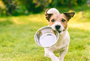 Raw Dog Food Benefits You Didn’t Know About