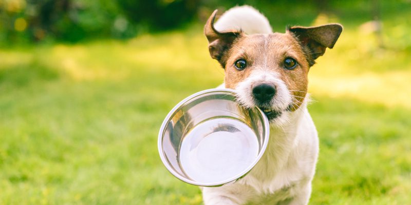 Raw Dog Food Benefits You Didn’t Know About